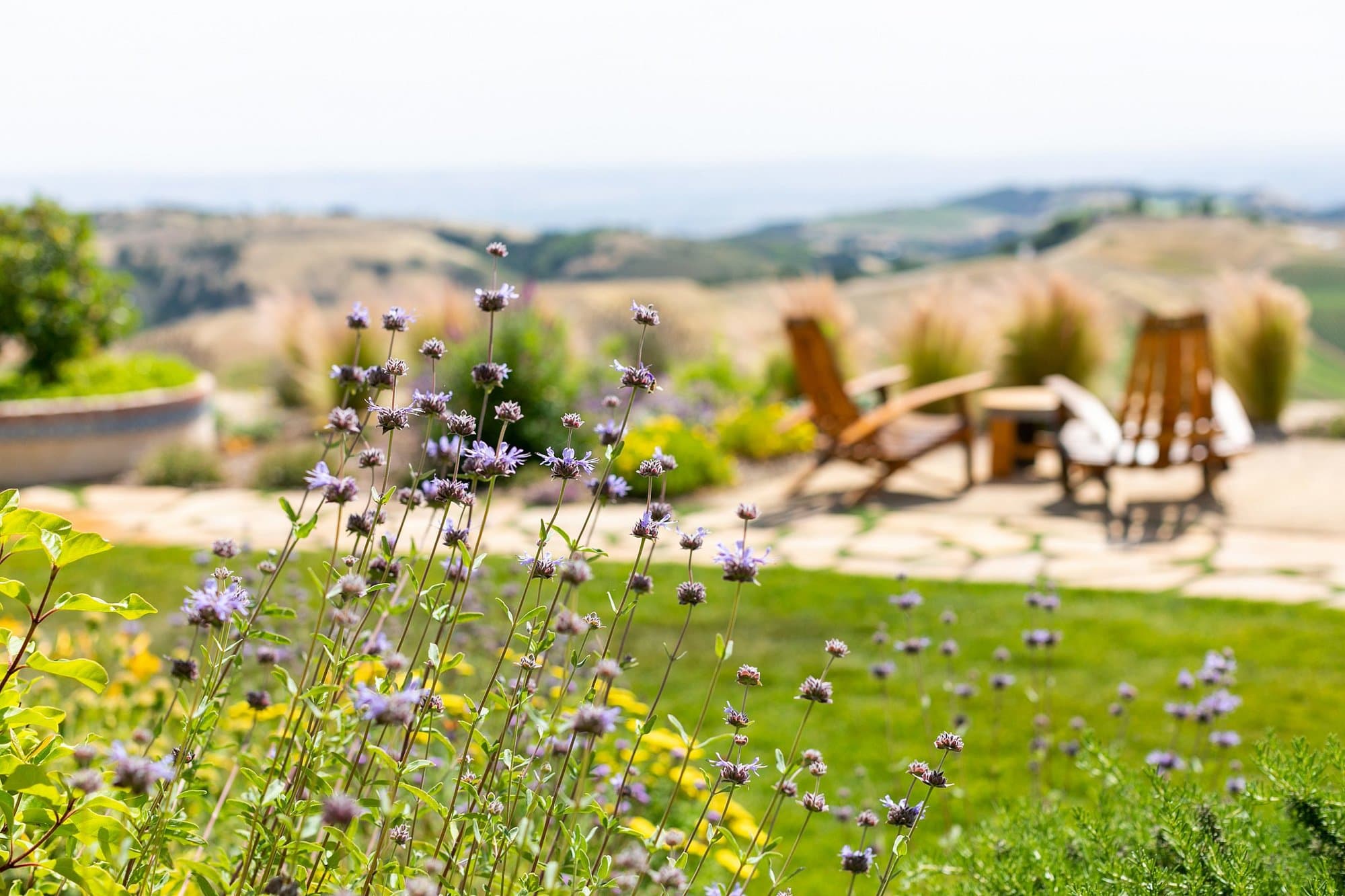 Closeup of wildflowers on DAOU Mountain