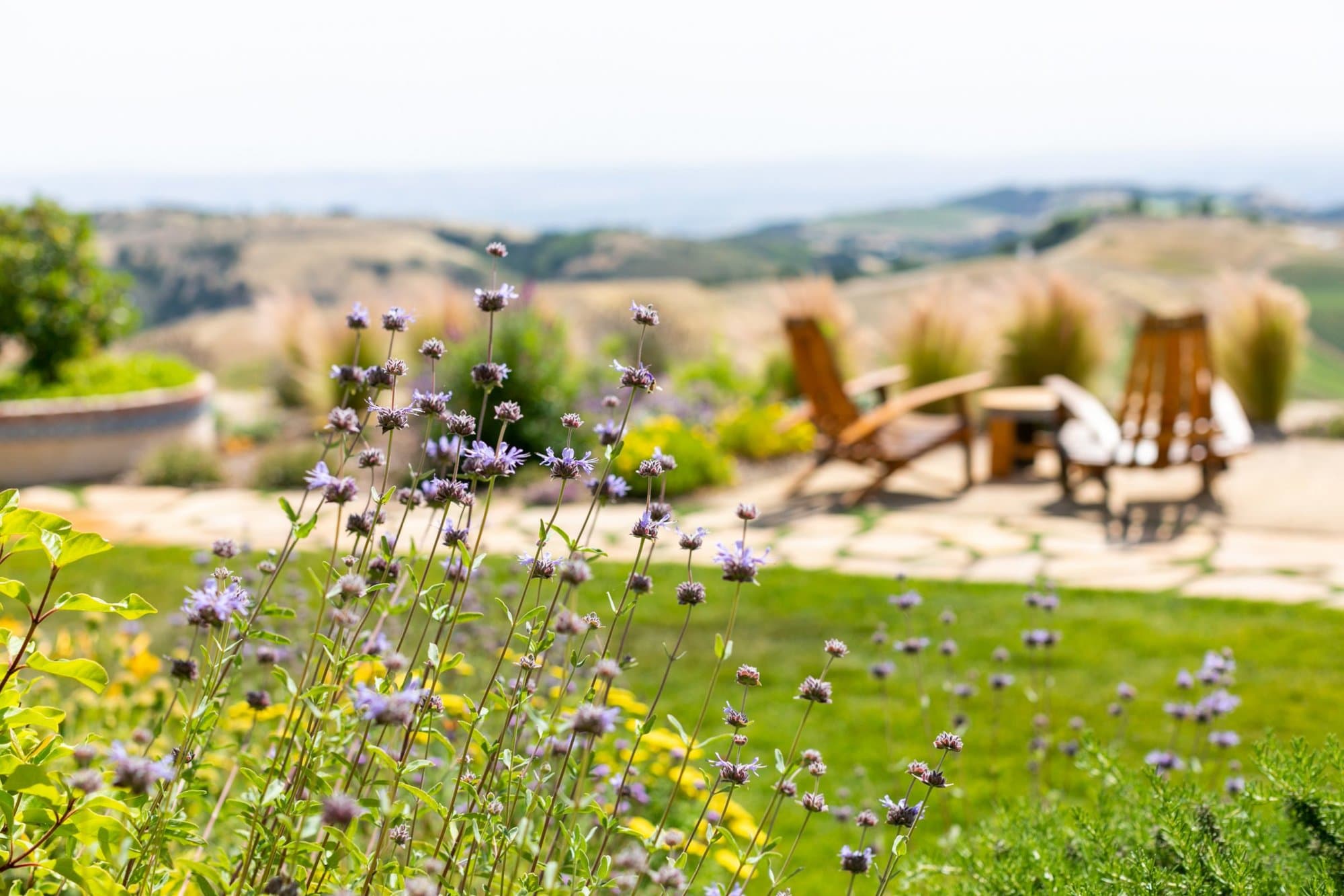 The Wondrous Wildlife of DAOU Mountain