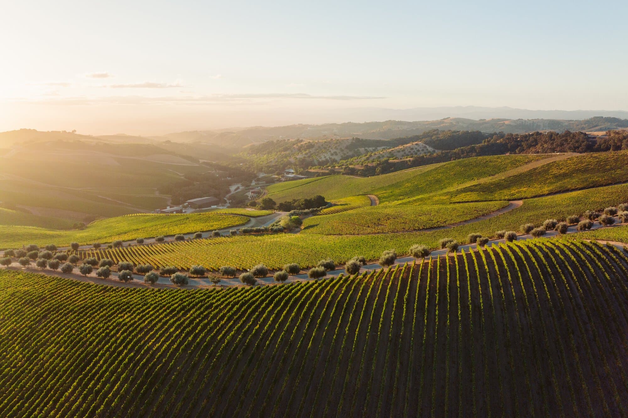 A wide landscape of the DAOU Estate and vineyards at sunset