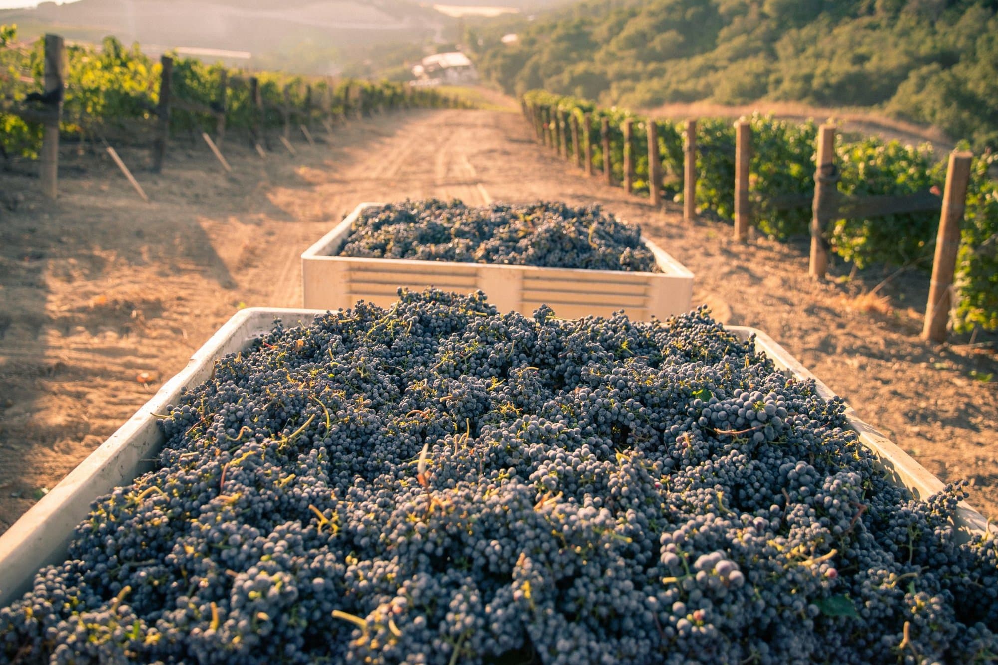 Large containers of harvested red grape clusters